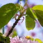 園内には多種多様な桜